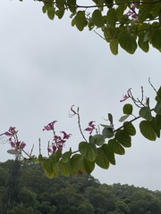 Bauhinia × blakeana