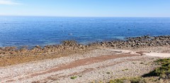 Posidonia australis