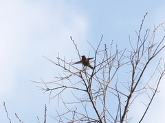 Calypte anna