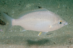 Common Silver Belly photo 4