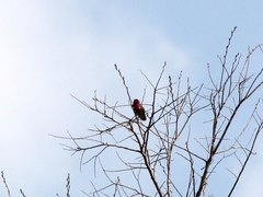 Calypte anna
