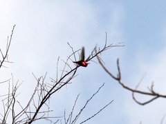 Calypte anna