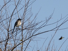 Aphelocoma californica