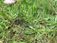 Dimorphotheca jucunda