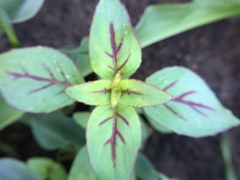 Amaranthus tricolor