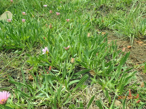 Dimorphotheca jucunda