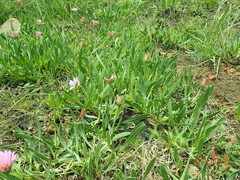 Dimorphotheca jucunda