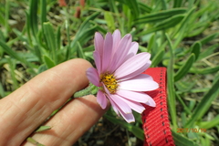 Dimorphotheca jucunda