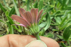 Dimorphotheca jucunda