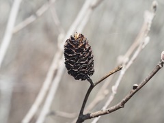 Alnus maritima