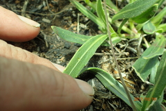 Dimorphotheca jucunda