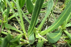 Dimorphotheca jucunda