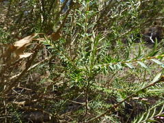 Melaleuca decussata