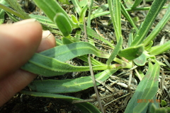 Dimorphotheca jucunda