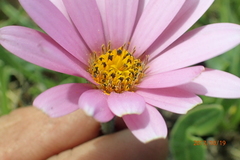 Dimorphotheca jucunda