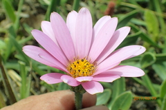 Dimorphotheca jucunda