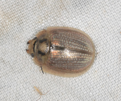 Paropsisterna bimaculata