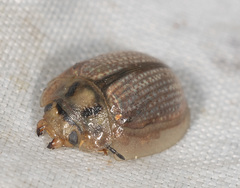 Paropsisterna bimaculata