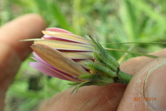 Dimorphotheca jucunda