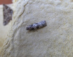 Harmologa