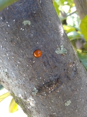 Chilocorus circumdatus