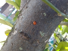 Chilocorus circumdatus