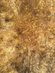 Deinandra paniculata