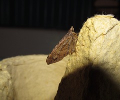 Xanthorhoe semifissata