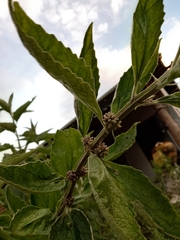Buddleja stachyoides