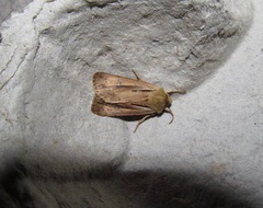 Ichneutica propria