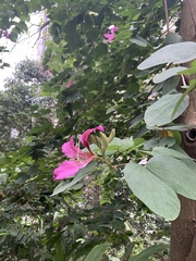Bauhinia × blakeana