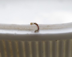 Ichneutica ustistriga