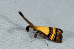 Nemophora decisella