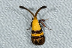 Nemophora decisella