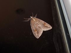 Pseudocoremia lupinata