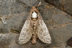 Isocossus vandeldeni