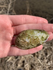 Venustaconcha ellipsiformis