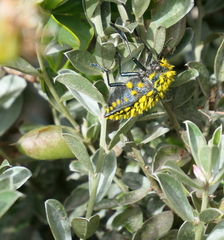 Julodis cirrosa