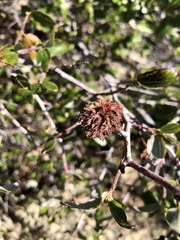 Asphondylia ceanothi