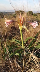Crinum macowanii