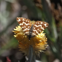 Chrysolarentia chrysocyma