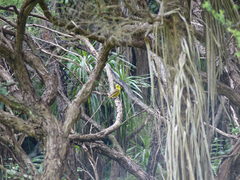 Emberiza citrinella caliginosa