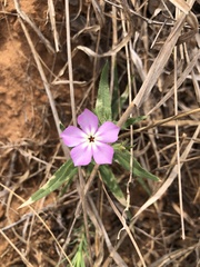 Phlox glabriflora