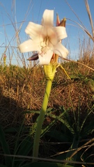 Crinum macowanii