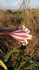 Crinum macowanii