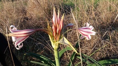 Crinum macowanii