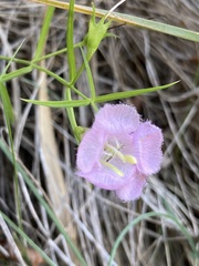 Agalinis linarioides