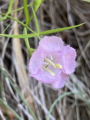 Agalinis linarioides