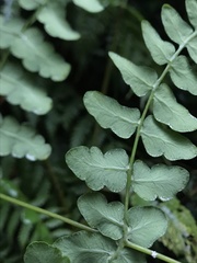Histiopteris