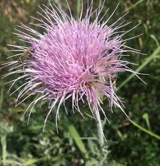 Cirsium undulatum undulatum